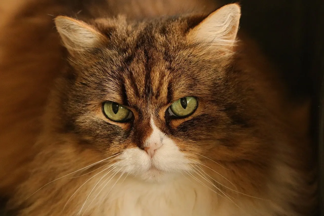 Kæledyrsvenlig indretning